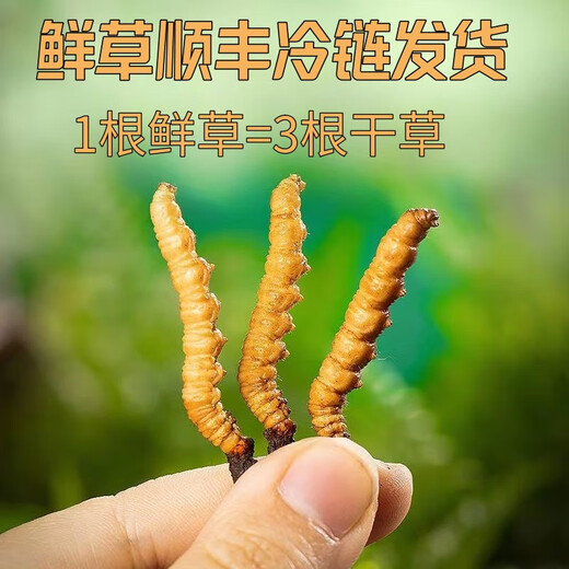 
Fresh Cordyceps sinensis 2025 Selected Alpine Fresh Cordyceps SF Express Cold Chain Direct Hair 1.2-1.4 grams/100 roots Tibet fresh grass 1.2-1.4 grams each 50 pieces of 3 pieces of free