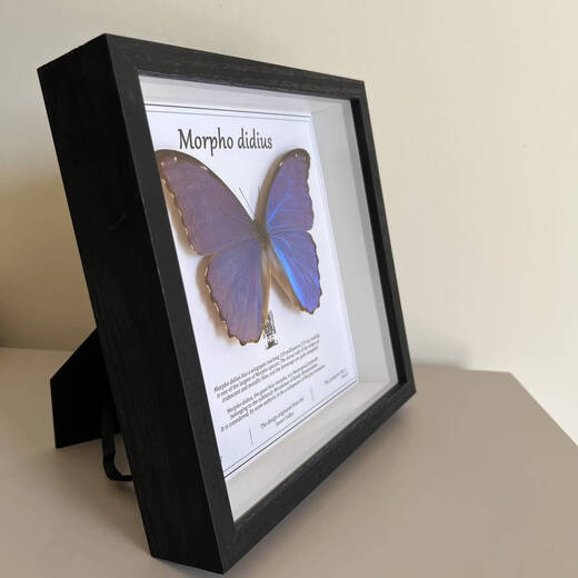 
Insect Valley Big Blue Flash Butterfly Butterfly Specimen Photo Frame Butterfly Art Frame Real Butterfly Friends Holiday Gift Collection No. 1098