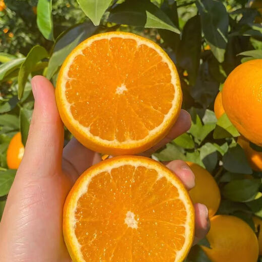 Jingdida Sichuan Ehime No. 38 jelly orange net weight 8Jin Jin is equal to 0.5kg fruit diameter 75-80mm citrus orange fresh fruit straight from the source