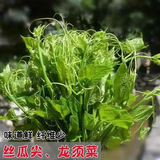 Pick undefeated and delicious luffa-tip asparagus heat-resistant vegetables, four-season luffa-tip asparagus seedlings, farm vegetable larvae, fragrant and tender luffa-tip asparagus seeds, new seeds this year, new seeds every particle, 3 packs of about 108 seeds + fertilizer