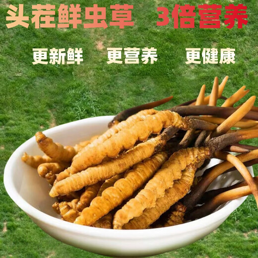 
Luzhangtang 2025 Fresh Cordyceps sinensis Cordyceps SF Express Cold Chain Direct Hair Selected Fresh Grass, each of Tibetan fresh Cordyceps 0.8 grams, 100 packs