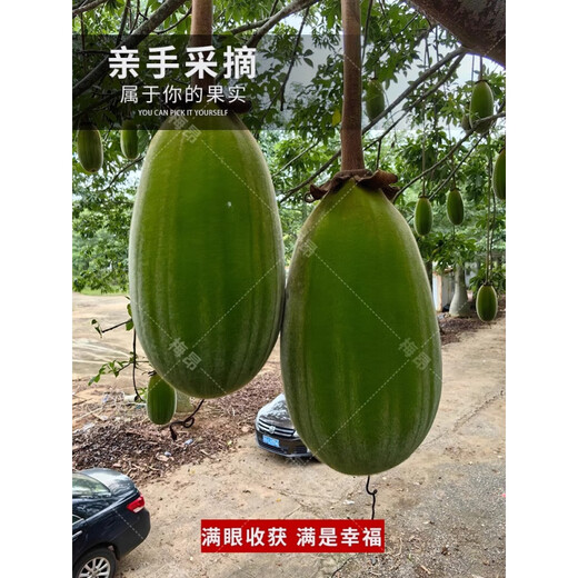 Rare succulents imported from Africa, rare species saplings, potted bonsai root fruits, baobab seeds, baobab seeds 250g/half Jin Jin equal to 0.5 kg