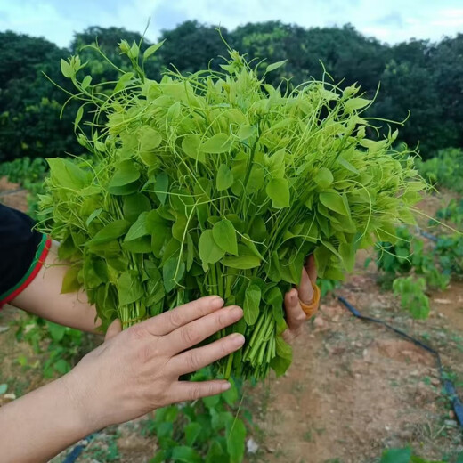 3-year-old red cang seedlings, moringa seedlings, 3 old red cang seedlings