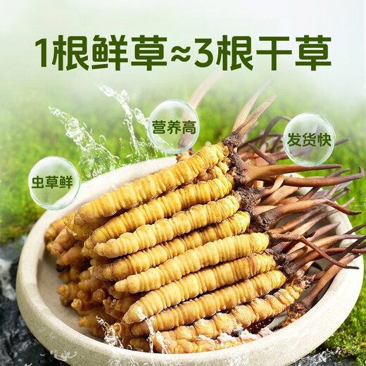 Fresh Cordyceps sinensis 2025 head period fresh grass authentic fresh harvest Cordyceps sinensis fresh grass SF Express cold chain shipment Tibetan fresh cordyceps sinensis 0.8g/root 20 roots