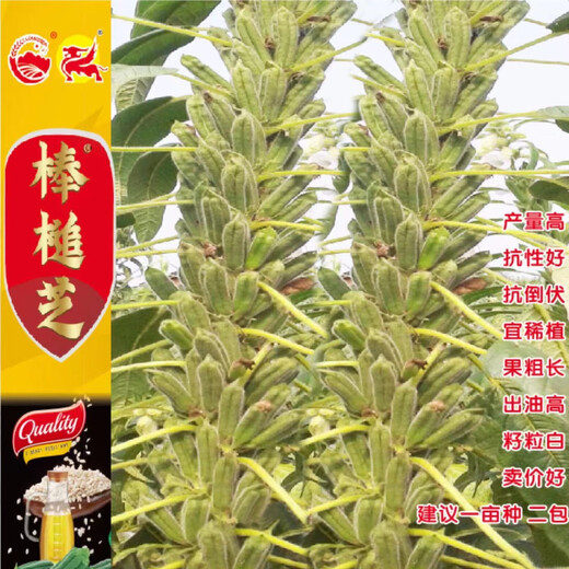 Кунжутные палочки, капсула, плотные и долговечные, устойчивые к болезням и полеганию, семена черного кунжута для посева весной, летом и осенью, высокомасляные восьмигранные кунжутный король оригинальный 100г восьмигранный