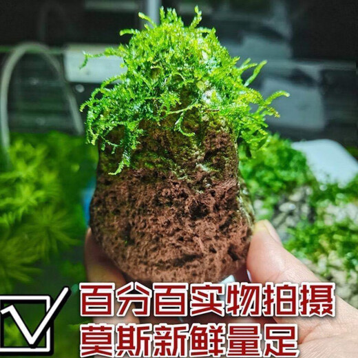 Runhuanian fish tank aquatic plant landscaping stone Moss pumice stone Avatar suspended stone lazy water plant waterscape fish and shrimp avoidance ornaments suspended stone 5-8 cm each glue the water plants