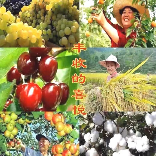 Imported American diammonium phosphate compound fertilizer, agricultural chemical fertilizer, field base fertilizer, flower, fruit and vegetable fertilizer 100Jin Jin equals 0.5kg (frequently chosen by landowners)