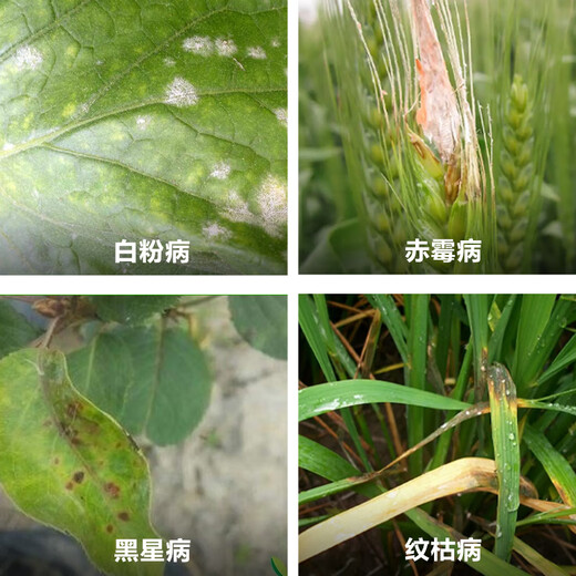 Risso Methyl 70% thiophanate methyl thiophanate methyl Gibberellus anthrax scab disease fungicide pesticide 90g