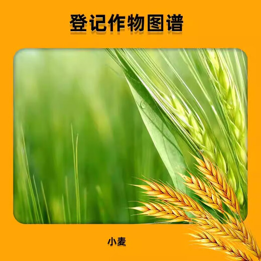 Lezhuangfeng 28 high brassinolide wheat plant growth regulator strong seedlings and strong seedlings Yuntai lactone 100ml