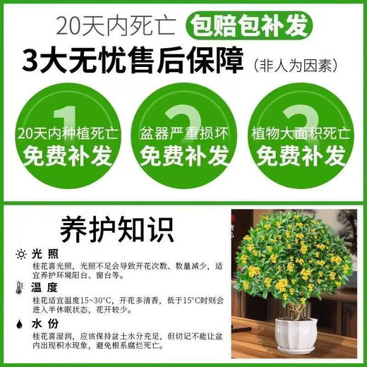 The house is full of flowers, the four-season osmanthus tree potted moon laurel tree, the strong-scented authentic osmanthus tree, the four-season osmanthus ground planting, two extra-large seedlings of the four-season osmanthus, 50-68 cm high, the garden is full of fragrant flowers.