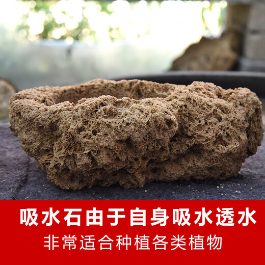 Stone flowerpot absorbs water, water-stained stone, original stone, natural flowerpot with asparagus, bamboo, calamus, succulent plant micro-landscape pot, 13-17cm stone pot + golden calamus package 2