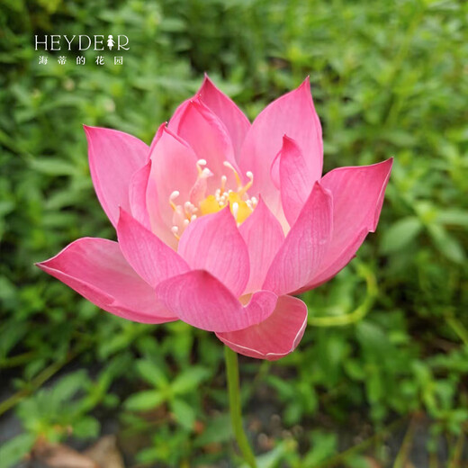 Mikrobrüche Lotuspflanzen Hydroponische Pflanzen Lotus kleine Lotus-Sämlinge Wurzeln und Stängel Lotus Schnecken Gartenblumen Nude Lotus Zhongfu [Mini] 8-15 cm