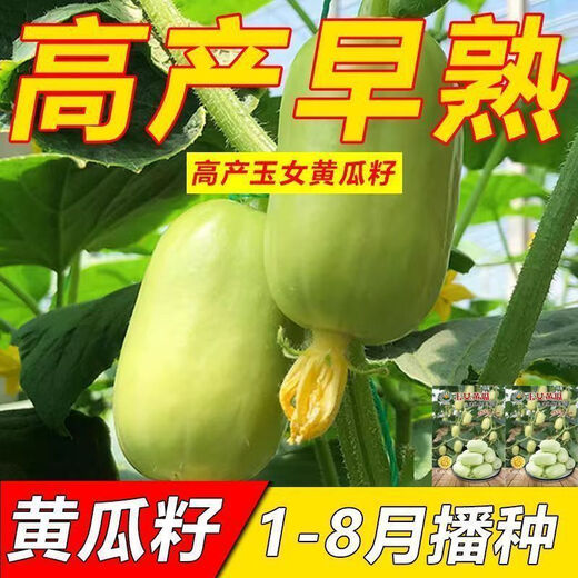 Mini Jade Girl Fruit Cucumber Seeds, raw, crispy, sweet and residue-free small cucumber seeds for four seasons potted balcony vegetable seeds Jade Girl Fruit Cucumber Seeds, mini type, about 101 pieces, new species this year