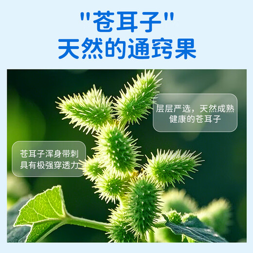 sister care苍耳子鼻舒贴鼻炎贴婴儿儿童通鼻贴成人鼻子不通气鼻塞堵精油30贴