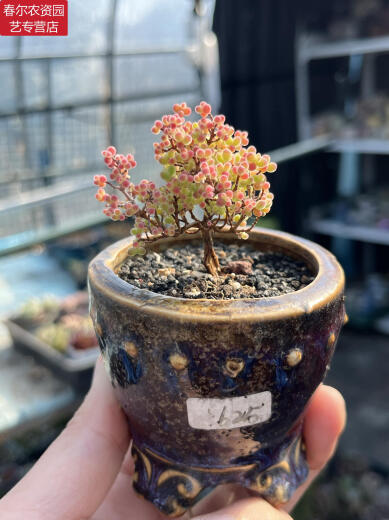 Zkhe Real Honey Orange Candy Ball Ramas de mandarina y albaricoque seco pequeño acantilado en forma de árbol Vieja Plantas suculentas un disparo un tiro 695 kumquat 6 cm 3.9 Fotos con macetas