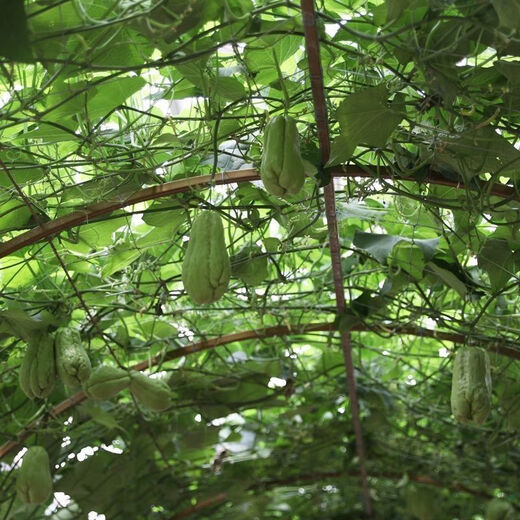 Shop Chayote Early-maturing Extra Large Chayote Vegetable Climbing High-yield Disease-Resistant Perennial Melon Affordable Price Good Yield-100 Tablets-Net Seeds Chayote Seeds