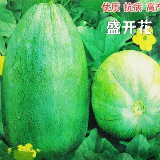 Shop Blooming Melon Super Sweet Melon Seeds Green Skin Green Flesh Early Mature Spring and Autumn Planting Fruit Seeds Xinjiang Blooming Melon Seeds Four Packs About 824 Tablets