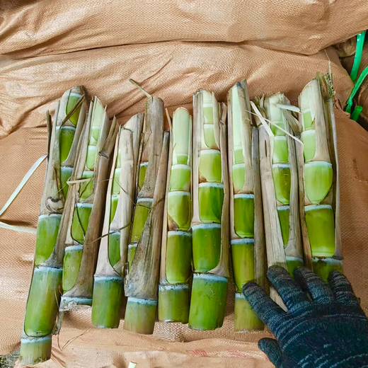 The new hand-peeled thin-skinned green-skinned sugarcane seedlings golden sugarcane seedlings are harvested that year, and the sugarcane seeds are less than 0.3cm. The golden sugarcane seeds are 10 buds, virus-free and high-yielding.