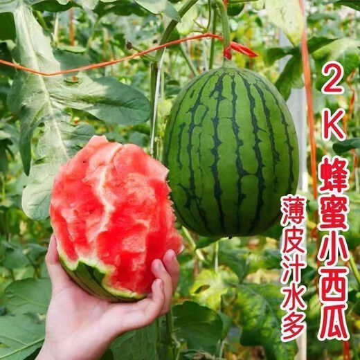 Super sweet Kirin honey pot small watermelon seeds seedless small watermelon four seasons planting balcony courtyard potted fruit seeds potted honey small watermelon seeds 1 pack
