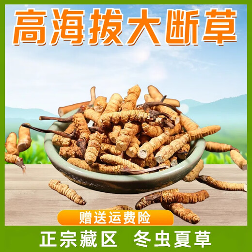Authentischer tibetaner Cordyceps sinensis hohe Höhe Cordyceps Sinensis großes gebrochenes Gras echtes Cordyceps Sinensis sich selbst gegessenes hochwertiges authentisches Tibet Nagqu hochlöslich Cordyceps Sinensis 10 Gramm Pack 1 Gramm, insgesamt 11 Gramm