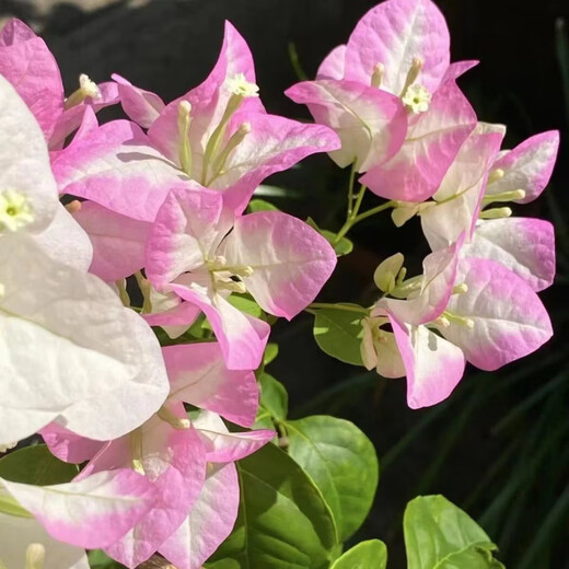 1158 people praised the four-season flowering bougainvillea seeds, authentic Brazilian rare variety climbing vine with three double petals, coconut ice, bougainvillea seeds, 20 capsules