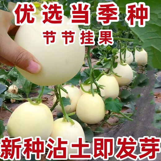 Qizhe Super Sweet White Sugar Melon Seed Super Sweet Early Melon Ripe Seed White Honey Melon Can High Yield Sweet Sugar Melon Seed Fruit All Seasons White Sugar Melon Seeds 2 Packs 100 Tablets Seasonal