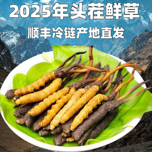 新鲜冬虫夏草头茬鲜草正品大号2025头期鲜草顺丰冷链产地直发 西藏鲜虫草每条0.6-0.7克30条装