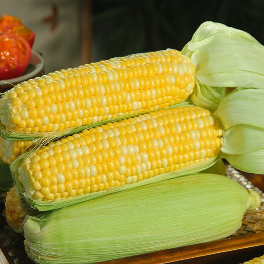 Beijing fresh Yunnan fruit corn 5Jin Jin is equal to 0.5kg, fresh sweet corn on the cob, sweet, crisp and juicy, fresh vegetables, straight from the source