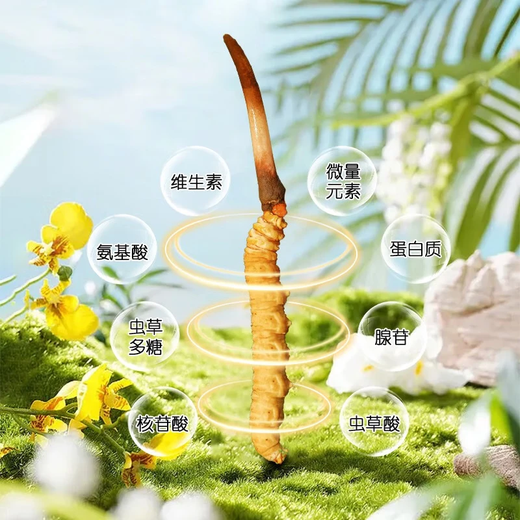 Zangqingyuan [erstes Stoppeln frisches Gras im Jahr 2025] Fresh Cordyceps sinensis, frischer Cordyceps in der ersten Stufe, Geschenkbox für frische Gras, frisches Gras 0,7 g/Wurzel, 50 Wurzeln