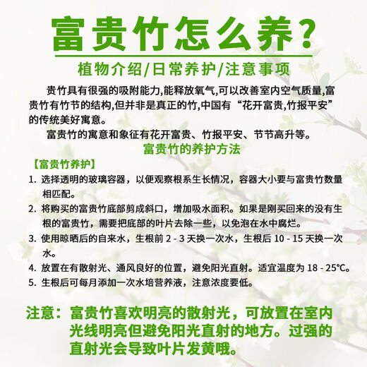 Lucky Bamboo, hydroponic plants shipped from Guangzhou, good for lazy people, a gift for Buddha in the office, Chinese Valentine's Day, Lucky Bamboo 70cm, 10 pieces