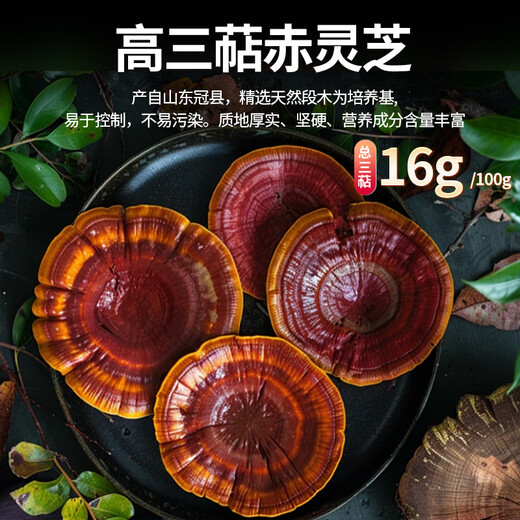 Xunfu [Triterpene> 16%] Breaking Wall Ganoderma lucidum spore pulver organic Blue Hat Doppelzertifizierung Gesundheitsversorgung und nahrhaft für ältere und ältere Menschen 2G*50 Beutel/zwei Kisten (zwei Monate Menge)