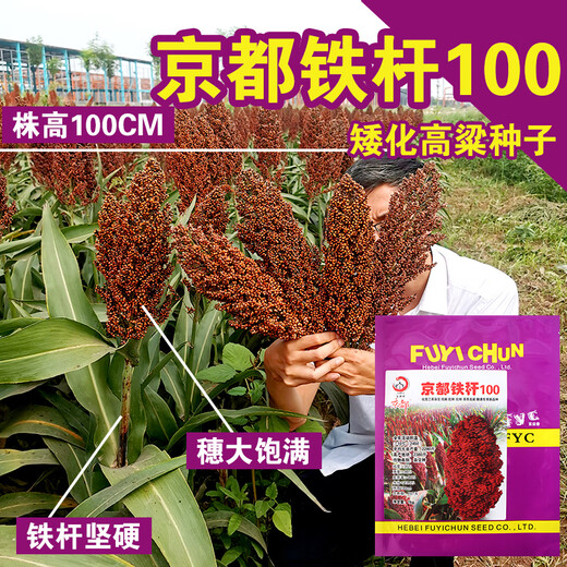 Dwarf wine glutinous sorghum king super ton iron short big head red sorghum seed dwarf bird-resistant brewing type high-yield sorghum short stalk ton grain king 110 2Jin Jin is equal to 0.5 kilograms