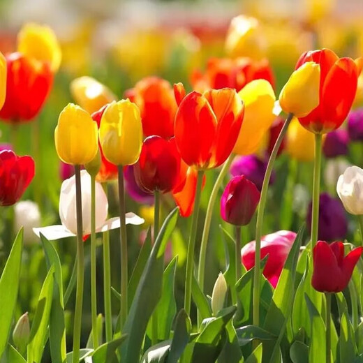 Tulip seed bulbs imported from the Netherlands, winter cold-resistant indoor and outdoor courtyard flower seeds, hydroponic plant potted large balls Review 10 balls + fertilizer (super cheap)