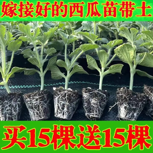 Watermelon seedlings grafted 8424 Extra Sweet Kirin Super Sweet Seedless Midu Watermelon Seedlings Potted Watermelon Seedlings Fire Super Sweet Buy 4+2 (Real Harvest 6) + Fertilizer