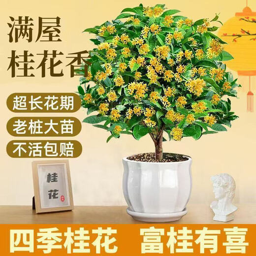 The house is full of flowers, the four-season osmanthus tree potted moon laurel tree, the strong-scented authentic osmanthus tree, the four-season osmanthus ground planting, two extra-large seedlings of the four-season osmanthus, 50-68 cm high, the garden is full of fragrant flowers.