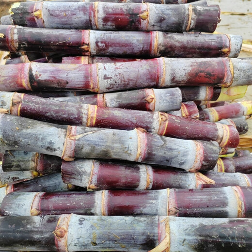 Authentic Guangxi black-skinned sugarcane seedlings can be potted with 3 to 4 buds per root in the middle section and high survival rate. 5 black-skinned sugarcane seedlings