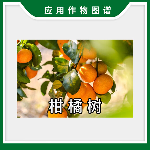 Yun Tianfeng 5% Benzylaminopurine Citrus Cytokinin Promotes Flower Bud Differentiation and Fruit Expansion Growth Regulator Yun Tianfeng 500g