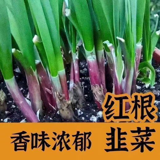 Shop purple-rooted red-rooted broad-leaved single-rooted red leek seeds with large leaves and heat-resistant and cold-resistant white leek seeds. Root red leek seeds Dhr66*heat-resistant and cold-resistant#-about 1000 capsules