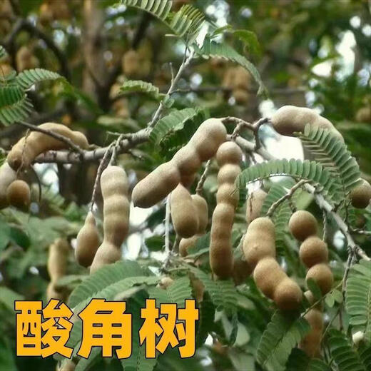 Laidong Tamarind Seeds, Yunnan Sweet Tamarind, Sweet Tamarind, Sour Plum, Green Tamarind, Tamarind, Tamarind, Tamarind, Tamarind, Tamarind, Tamarind Seeds, 5 capsules + fertilizer