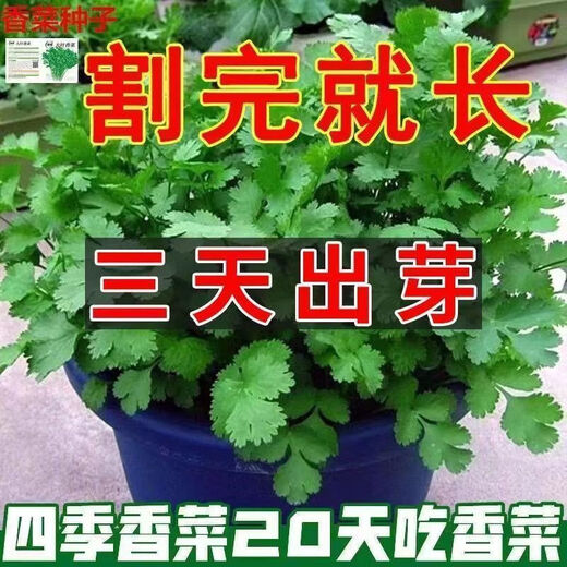 Easy to germinate large-leaf coriander seeds coriander seeds heat-resistant four-season balcony indoor potted seeds vegetable seeds four-season large-leaf coriander about 5000 capsules 5 packs