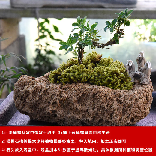 Stone flowerpot absorbs water, water-stained stone, original stone, natural flowerpot with asparagus, bamboo, calamus, succulent plant micro-landscape pot, 13-17cm stone pot + golden calamus package 2