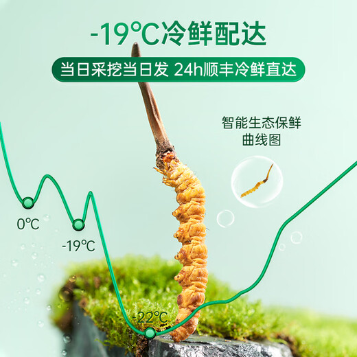 Purple and blue flowers sea fresh Cordyceps sinensis first stubble Cordyceps gift box for self-use 1.3-1.4g/root 30