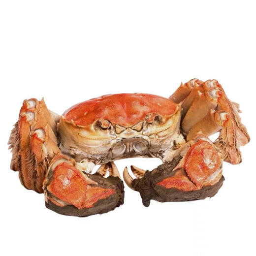 [Living Crab] Yangcheng Battlefield Hairy Crab Fresh Live Crab Male Crab Female Crab Seafood Water Generation Gift Box Male 5.5-5.8 Two Female 4.5-4.8 Two Four 4-8