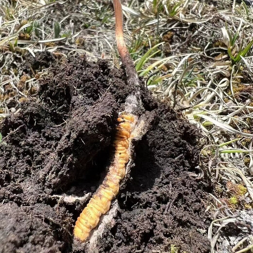 618 Super Easter Egg Fresh Cordyceps 2025 First Period Cordyceps Authentic Leader High Altitude Gift Authentic Fresh Cordyceps Festival 0.6-0.7g/root 50 Fresh Cordyceps