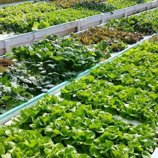 Original Compound Fertilizer 19-19-19 Nitrogen, Phosphorus and Potassium Agricultural Fertilizer Vegetables, Fruits, Corn, Rice Organic Fertilizer Promotion 1 hour 08 minutes 06 seconds End 5kg 10Jin Jin is equal to 0.5kg Shipped in original packaging