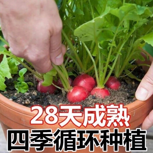 Collected by 20,000 people Four seasons cherry radish and fruit radish, eaten raw, red-skinned, white-fleshed radish, crispy, sweet and juicy Four seasons cherry radish and fruit radish (newly planted this year) Selected 1 pack (about 300 pieces)