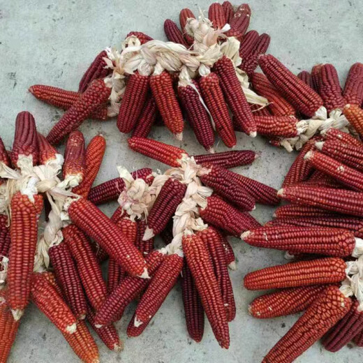 Old variety lantern red corn, traditional 1970s old-fashioned farmhouse reserved seed corn on the cob, edible red corn 50g, about 200 grains