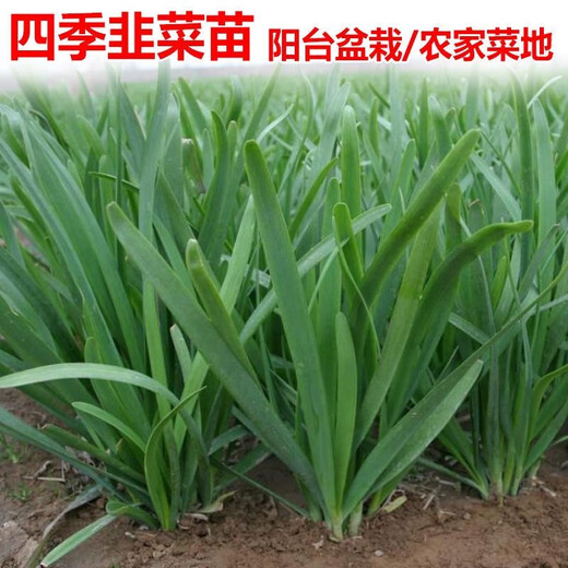 Vegetable seedlings, leek root seedlings, freshly planted root seedlings, four-season balcony potted ground leaf vegetable seedlings, leek root seedlings, 100 chive root seedlings