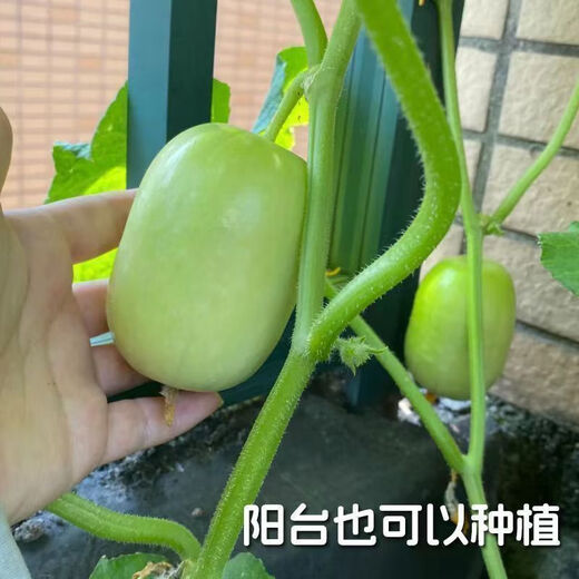 Mini Jade Girl Fruit Cucumber Seeds, raw, crispy, sweet and residue-free small cucumber seeds for four seasons potted balcony vegetable seeds Jade Girl Fruit Cucumber Seeds, mini type, about 101 pieces, new species this year