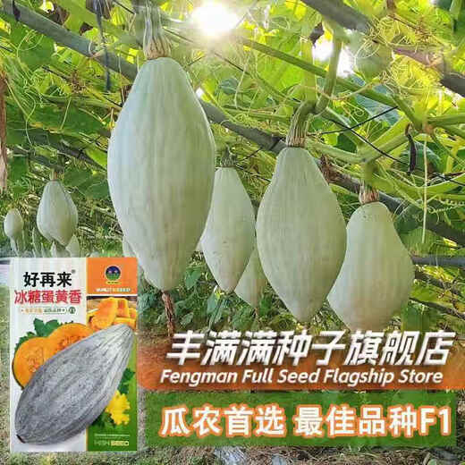 Qizhe rock sugar egg yolk scented pumpkin seeds dry sweet noodles noble ugly melon sweet chestnut pumpkin seeds Northeast golden chestnut rock sugar egg yolk scented pumpkin 5 packs + fertilizer
